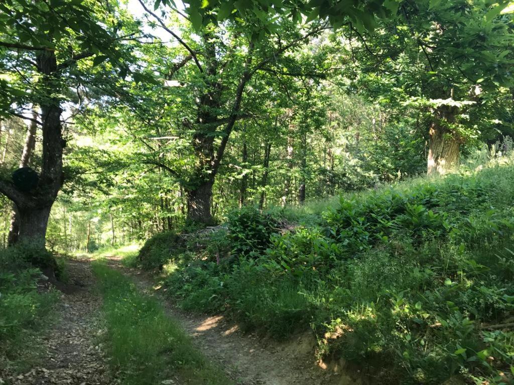 Les Grangeonnes, Gites Nature, Piscine, Bain Nordique, Sauna Pour Accueil Familiale Ou De Groupe Saint-Basile Exteriör bild